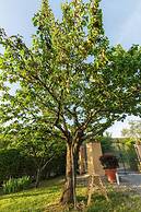 Melograno Farmhouse in Capannori