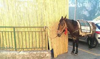 Villa Zeus in Positano