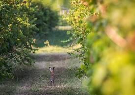 Vigneti Apartment With two Bedrooms and one Bathroom on the Second Flo