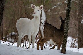 Boulder Bear Motor Lodge