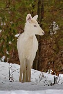 Boulder Bear Motor Lodge