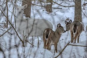 Boulder Bear Motor Lodge