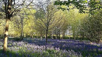 Hollicarrs - Hares Leap