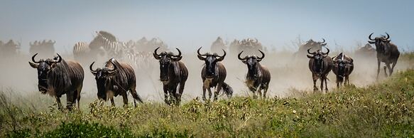 Africa Safari South Serengeti