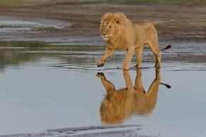 Africa Safari South Serengeti