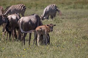 Africa Safari South Serengeti