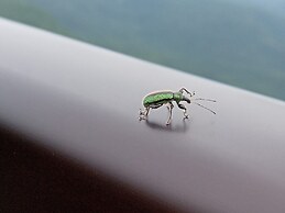 HOLIDAY PLAZA SHIGAKOGEN