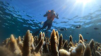 Natuna Dive Resort