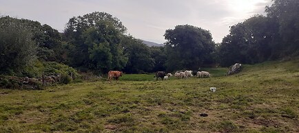 Cuckoo Tree House, Glengarriff, Beara Peninsula