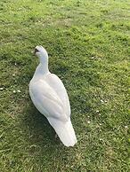 The penruddocke arms