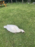 The penruddocke arms