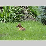 VCI - Elderberry Overlook
