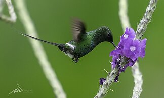 Arte de Plumas birding lodge