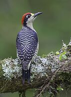 Arte de Plumas birding lodge