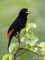 Arte de Plumas birding lodge