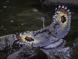 Arte de Plumas birding lodge