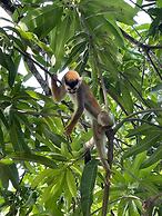 Grand Park Manuel Antonio