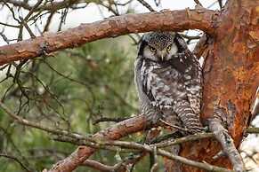 Haltia Lake Lodge nature boutique hotel & glamping