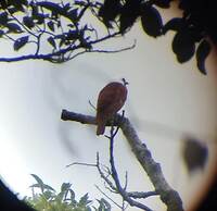 The Green Tree Lodge