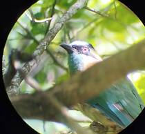 The Green Tree Lodge