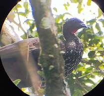 The Green Tree Lodge