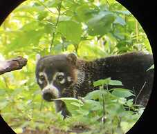 The Green Tree Lodge