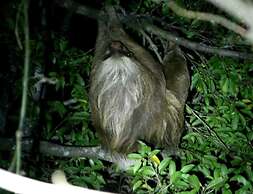 The Green Tree Lodge