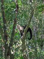 The Green Tree Lodge