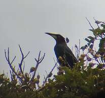 The Green Tree Lodge