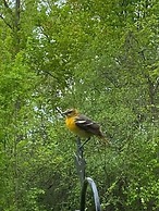 The Sanctuary On Huron River