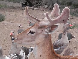 Casas de Campo do Castro da Cola