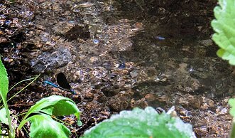 Remarkable 1-bed Cottage in Arcos de Valdevez