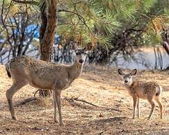 Three Wild Turkeys - Amazing Outdoor Spaces!  2 Decks! by Yosemite Reg