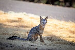 Star of the Mountain - The Star of Your Vacation by Yosemite Region Re