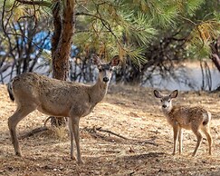 Creme De La Creme 2 - Pet Friendly and Amazing Golf-Course Views by Yo