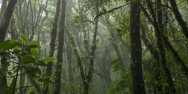 Amalú Luxury View Cabins
