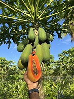 Lagoon Villa Thoddoo