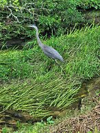 The Copperhead Lodge