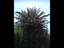 Coral Garden Villa !!