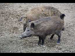 You Will Like This Home in the Harz Mountains