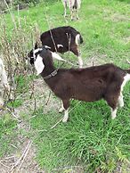 Room in Apartment - 1 Bedroom In A Homely Home With A Lovely Farm