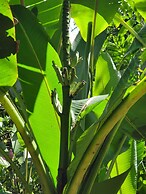 Jaco-carara 3 Bdrm Surrounded by Rainforest With Private Pool