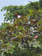 Jaco-carara 3 Bdrm Surrounded by Rainforest With Private Pool