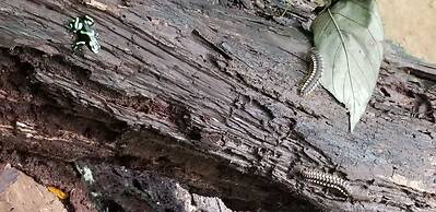 Jaco-carara 3 Bdrm Surrounded by Rainforest With Private Pool