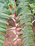 Jaco-carara 3 Bdrm Surrounded by Rainforest With Private Pool