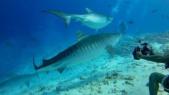 Tiger Shark Residence