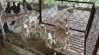 Trinitys Forest Bungalows