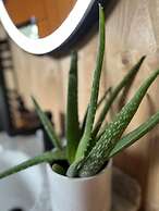 Robin Hood Safari Tent