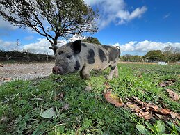 Robin Hood Safari Tent