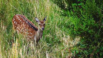 Newly Renovated, Stylish Self-catering Apartment